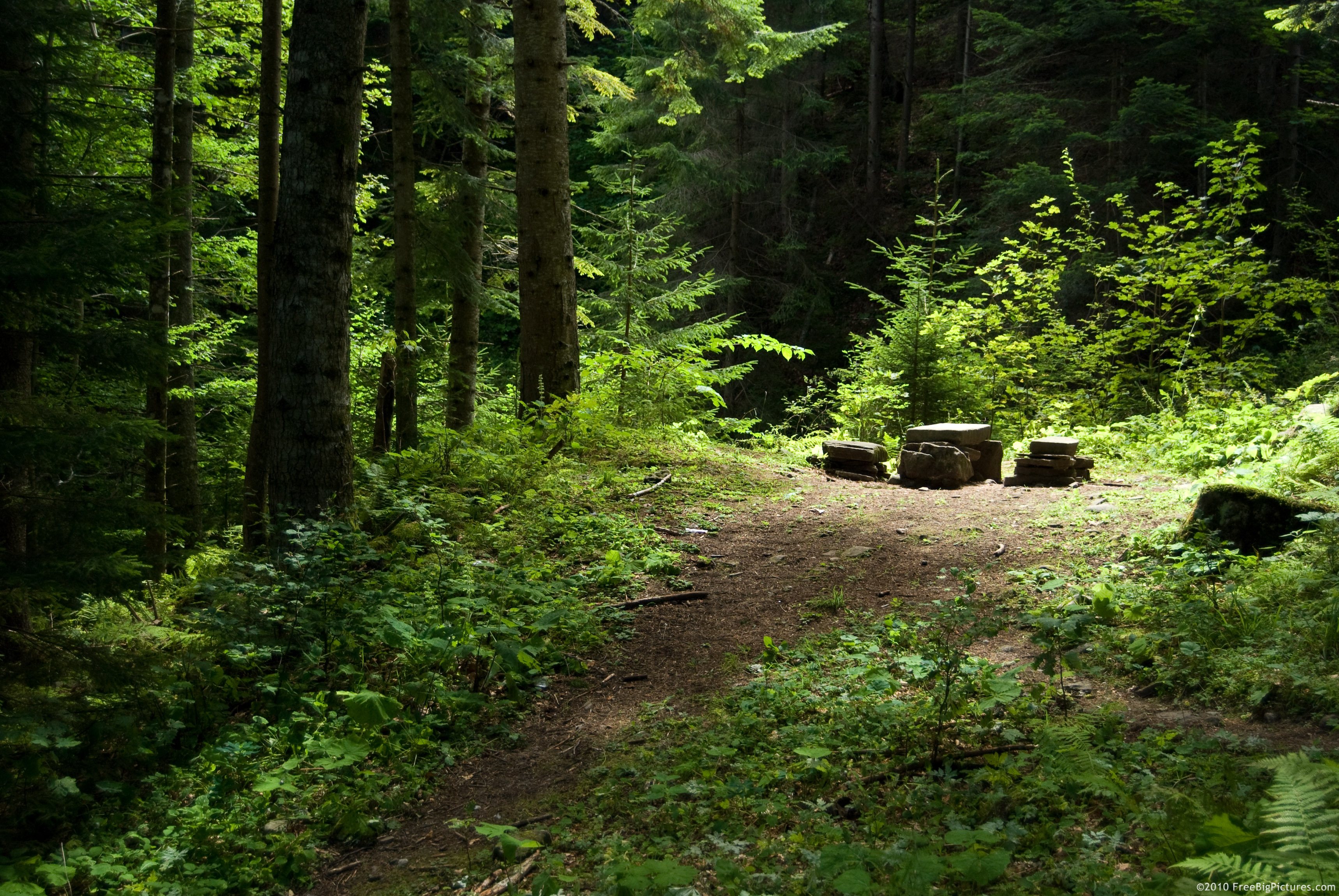 a small clearing in an otherwise dense forest. it is thick with vibrant green vegetation save for a dirt path leading to a pile of stones, lit from above by an usceen midday sun